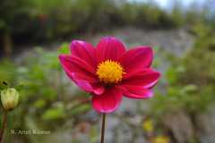 Dahlia coccinea